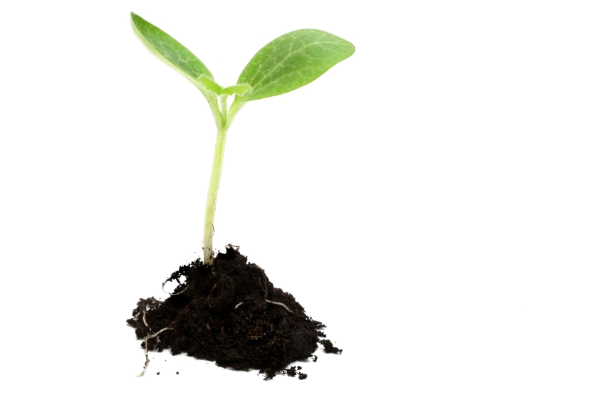 Growing Plant Png Image - Growing Plant Png (833x576), Png Download