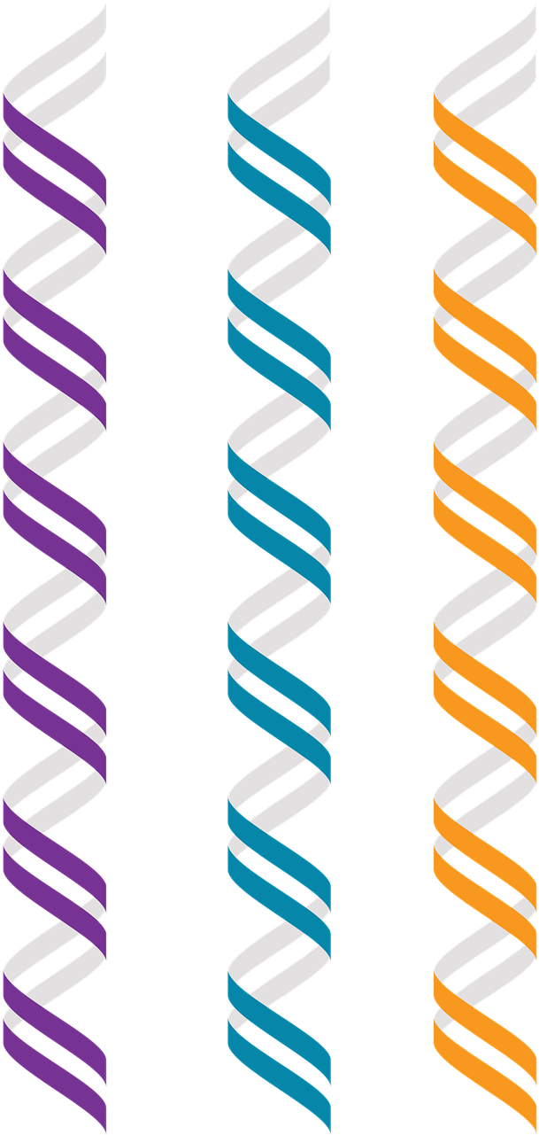 Z Dna,left Handed Double Helix,alternate Geometry,free - Nucleic Acid Double Helix (640x1280), Png Download