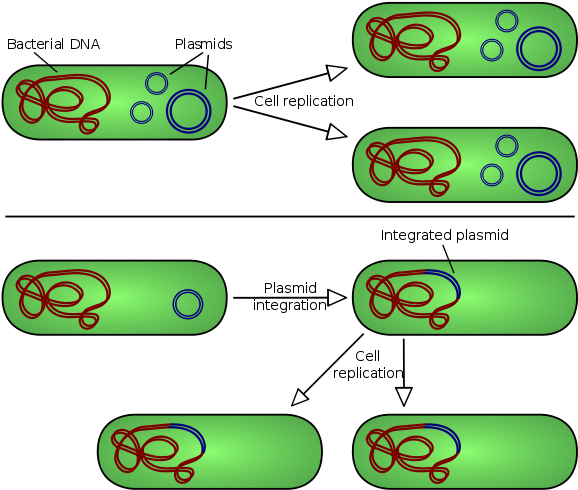 A Plasmid Is A Small Dna Molecule Within A Cell That - Bacteria Plasmid (600x525), Png Download