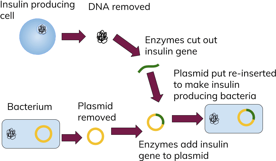 Jpg Freeuse Stock Collection Of Free Dna Download On - Genetic Engineering Insulin Steps (960x600), Png Download