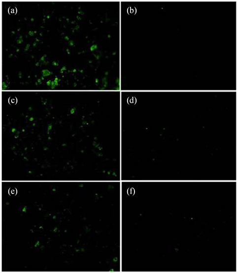 Fluorescence Occurring In Three H6 Ha Expressing Dna - Parallel (903x555), Png Download