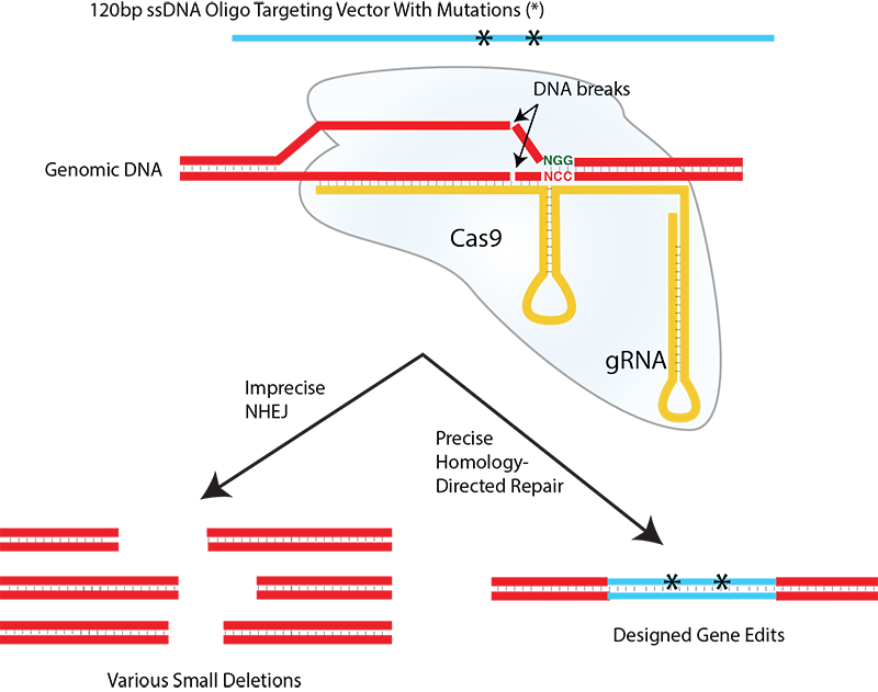 Double Strand Breaks Induced By S - Crispr Nhej Vs Hdr (800x631), Png Download