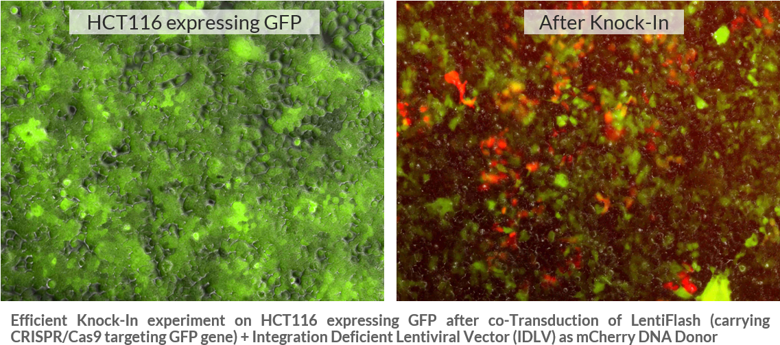 Ki With Lentiflash V5 - Gene Knockin (1136x516), Png Download