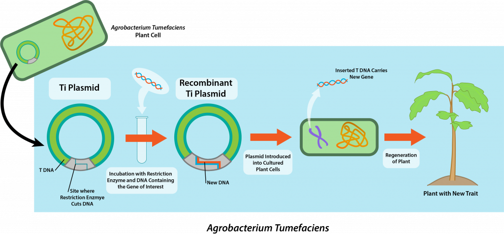 Genetic Engineering Microbiology Agrobacterium - Inserting Recombinant Dna Into Host Cells (1024x475), Png Download