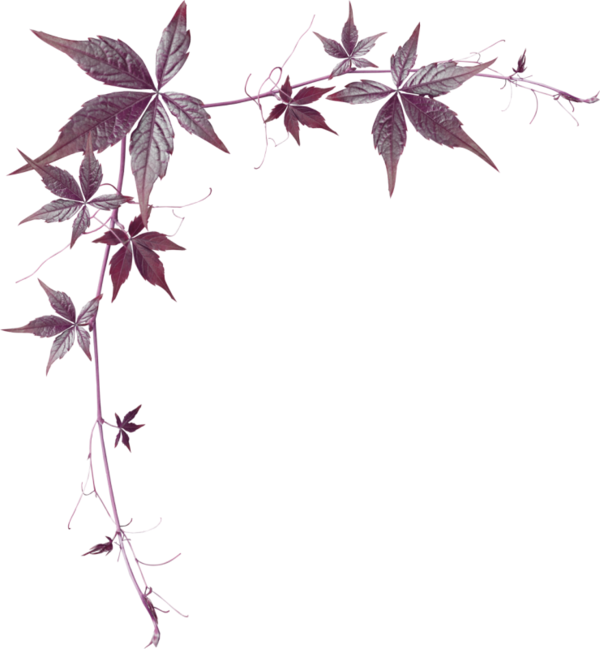 Thumb Image - Sayfa Kenarlık Png (600x649), Png Download