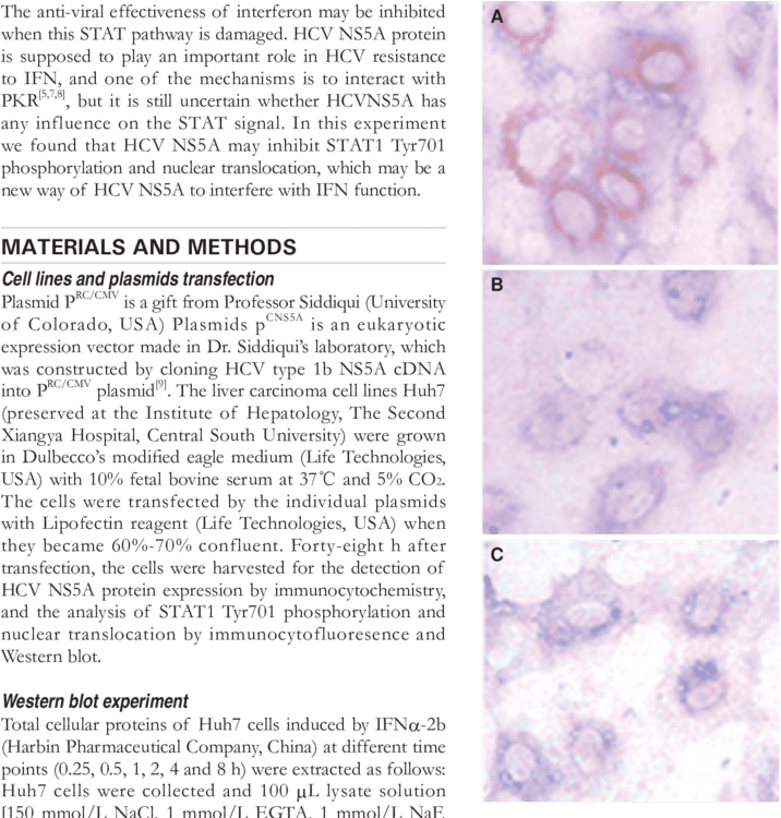 Hcv Ns5a Protein Staining Of Huh7 Cells After 48 H - Document (850x749), Png Download