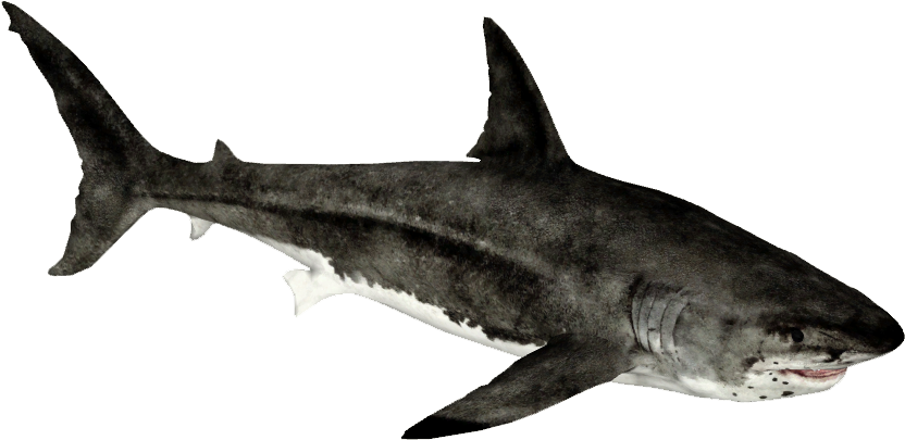Megalodon - Zt2 Download Library Rhino (831x831), Png Download