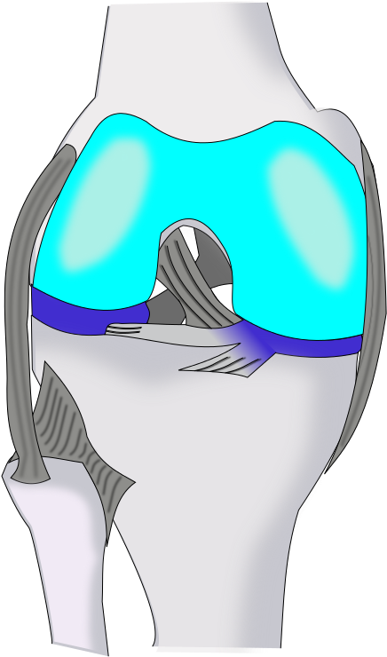 Knee Ventral - Cartoon (499x800), Png Download