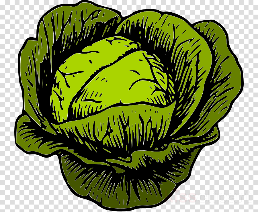 Clip Art Cabbage Clipart Malfouf Salad Cabbage Clip - Kraut Rock (900x740), Png Download