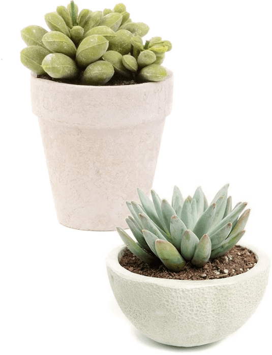 Excellent Services - Succulent Plant (535x698), Png Download