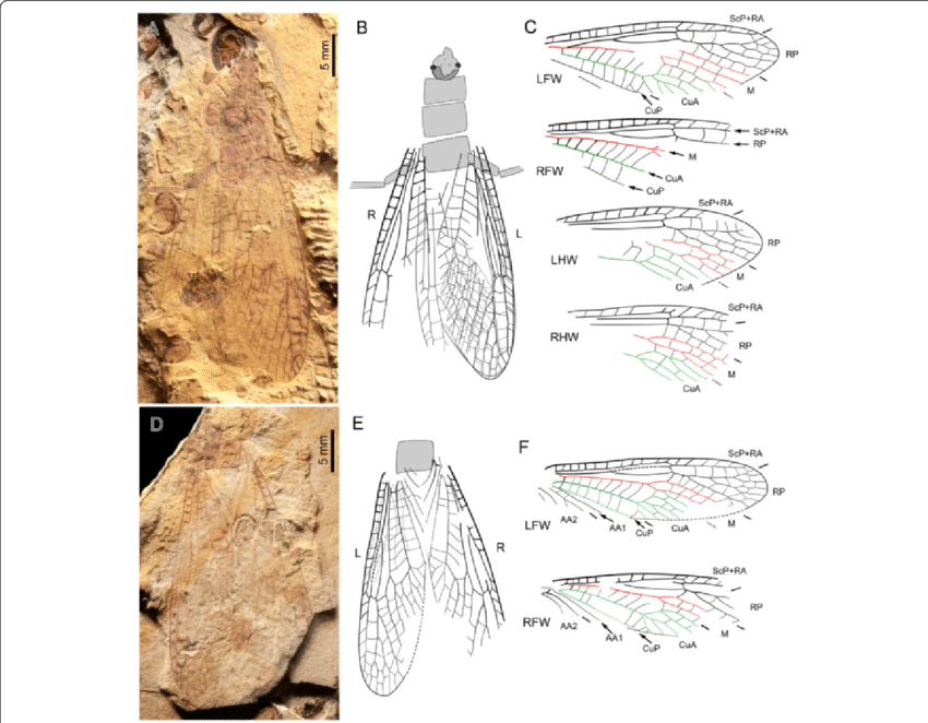 Pteroliriope Sinitshenkovae Tax (850x662), Png Download