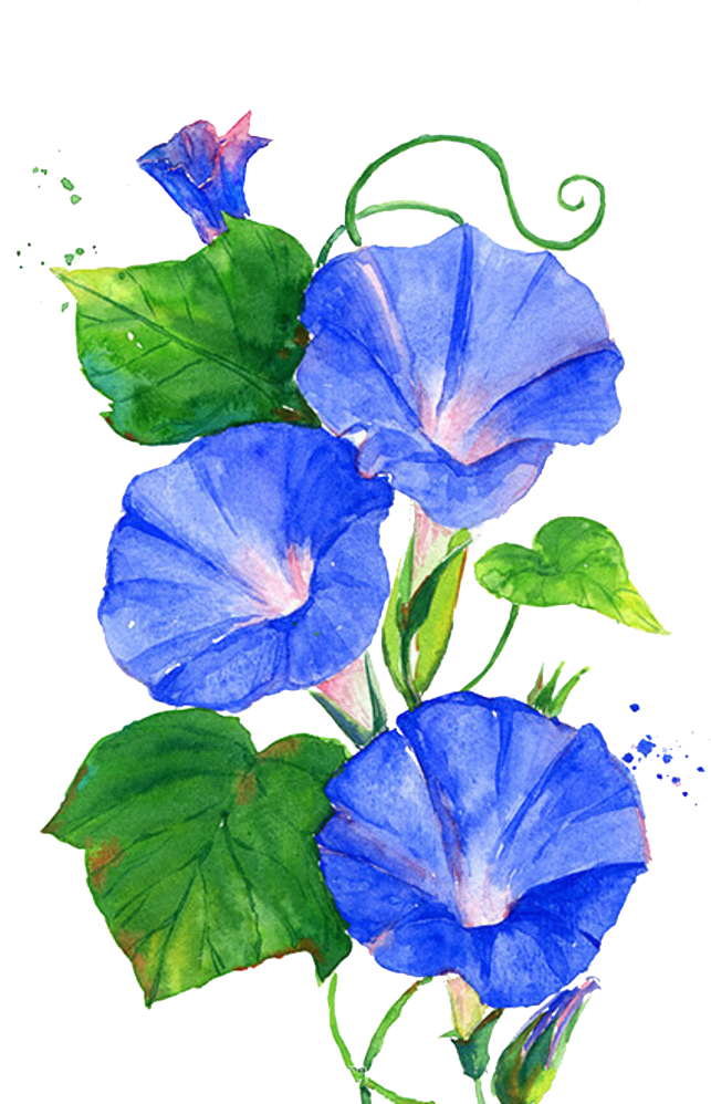 Trumpet Vine Png - Morning Glory Flower Painting (700x1056), Png Download