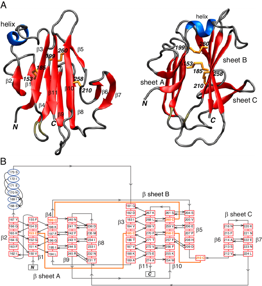 Two Approximately Orthogonal Views Displaying A Ribbon - Protein Secondary Structure (850x928), Png Download