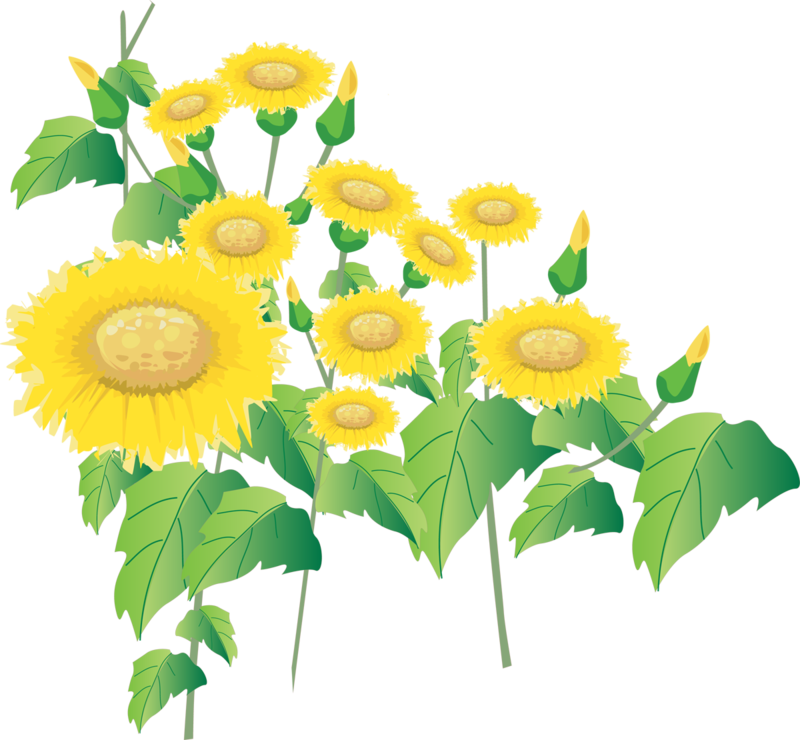 Sunflower Drawing Png - Sunflower (800x740), Png Download
