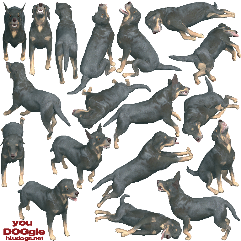 Ptudog - Dobermann (768x768), Png Download