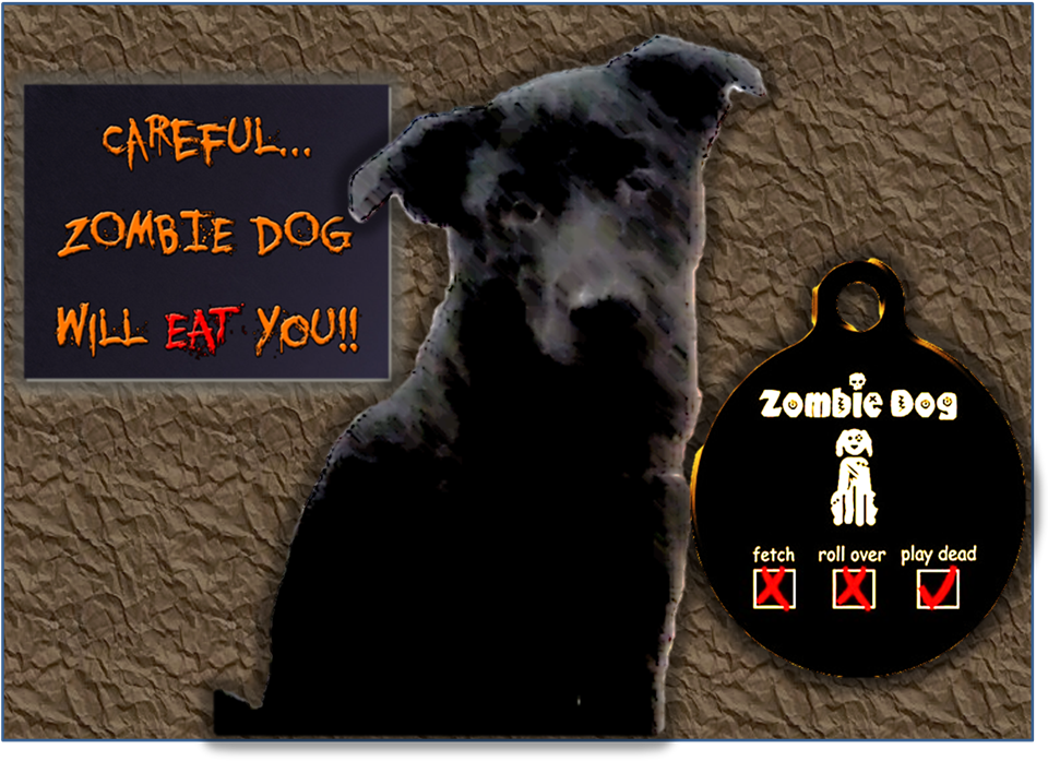 Everything - Ebook Shari`a In The Secular State (1100x800), Png Download