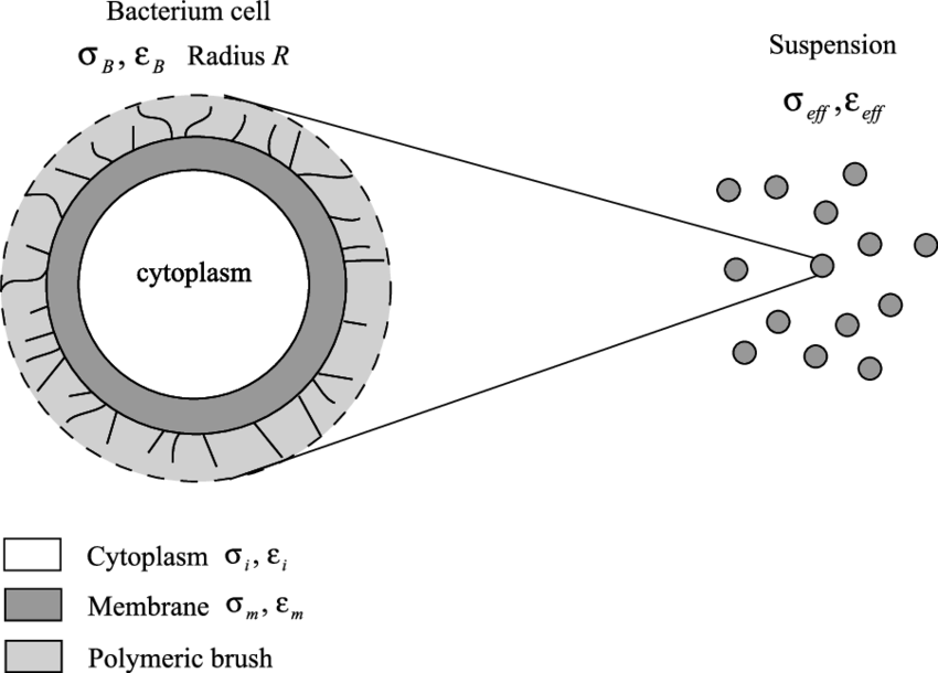 Sketch Of The Geometry Of The Bacteria Used To Build - Cytoplasm Sketch (850x610), Png Download