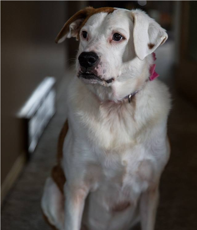 Blanka - Dog Catches Something (800x750), Png Download