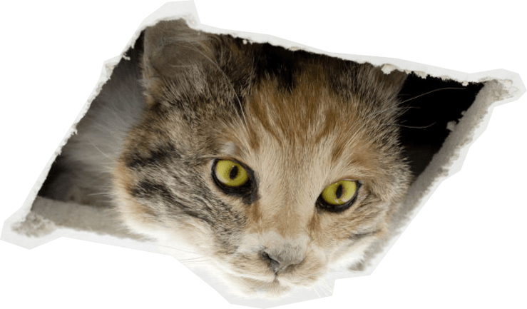 Oh No, Ceiling Cat Ate This Page - San Francisco Museum Of Modern Art (739x433), Png Download