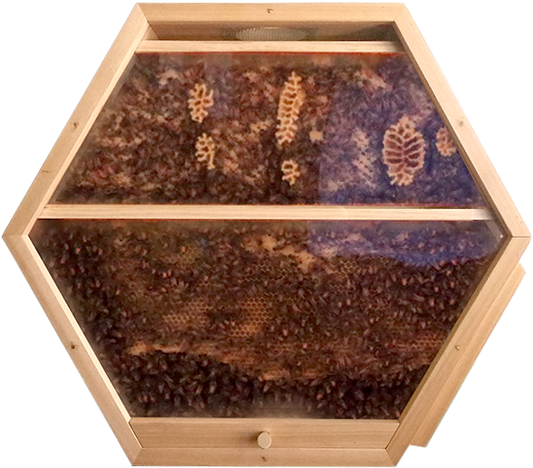 Beecosystem New Hive Shop 1 (776x796), Png Download