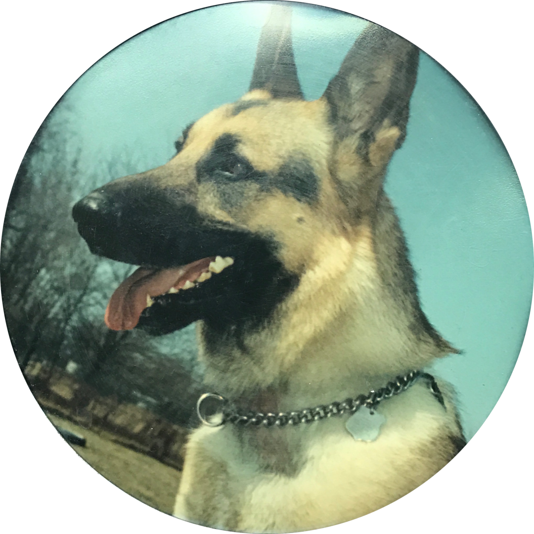 Image Not Available - East-european Shepherd (1080x1080), Png Download