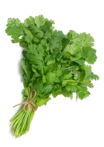 Coriander/ Cilantro / Dhania - Coriander (cilantro) Slo-bolting Herb Seed (525x600), Png Download