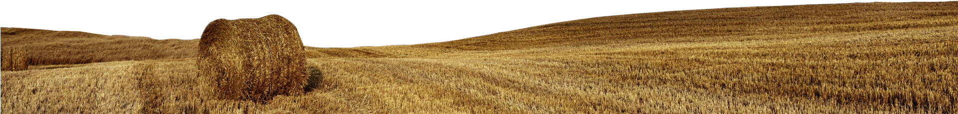 Golden Wheat Fields - Varnish (1920x500), Png Download