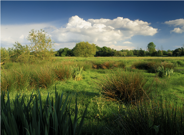 National Trust - Runnymede (809x460), Png Download
