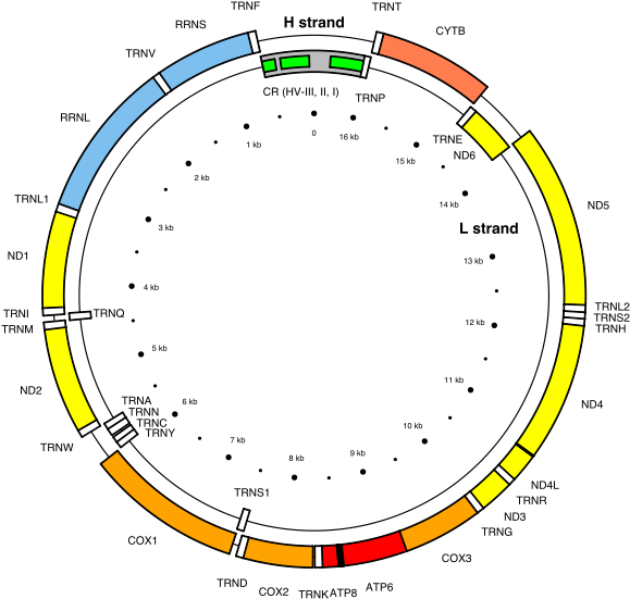 The Circular 16,569 Bp Human Mitochondrial Genome Encoding - Human Mitochondrial Genome (600x572), Png Download
