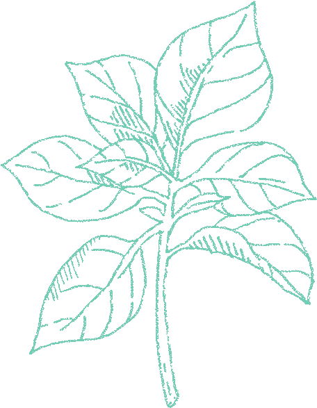 Oregano - Sketch (700x700), Png Download