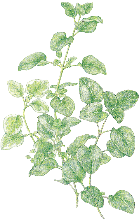Marjorum Oregano - Herb (500x773), Png Download