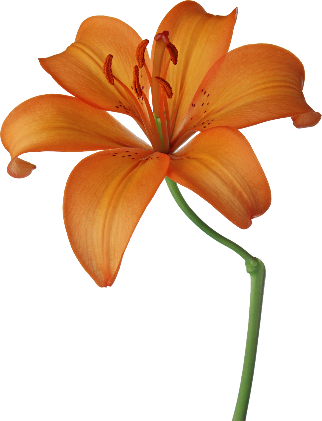 Lillies Drawing Orange Lily - Orange Flowers Drawing (1082x1415), Png Download
