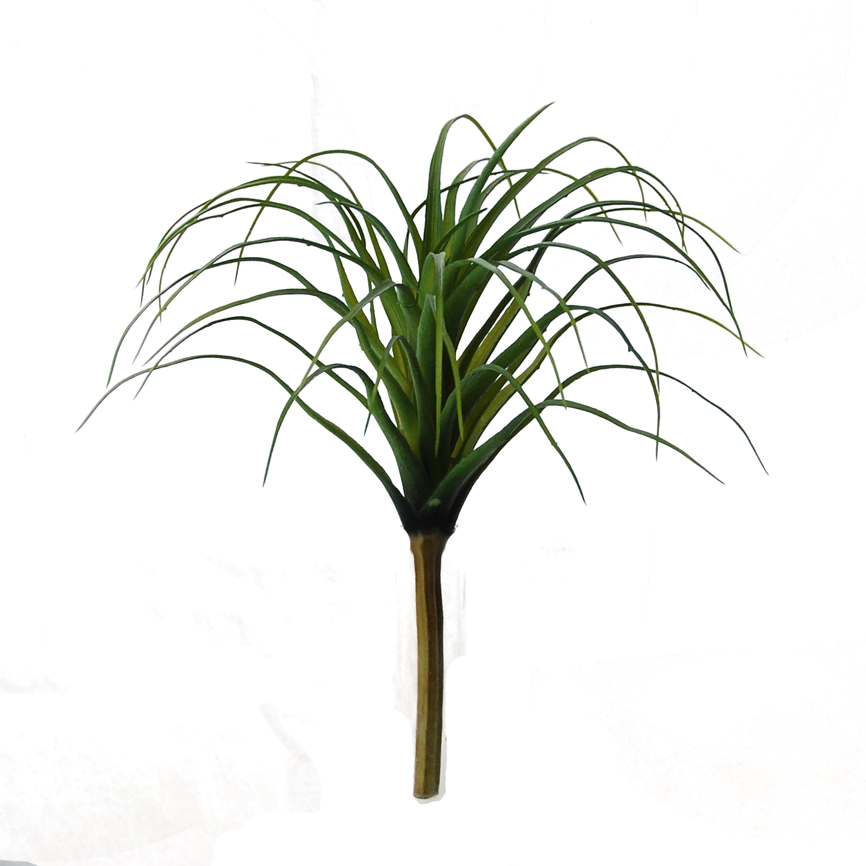 Flowerdutchess Tillandsia Green Green 25cm (1700x1700), Png Download