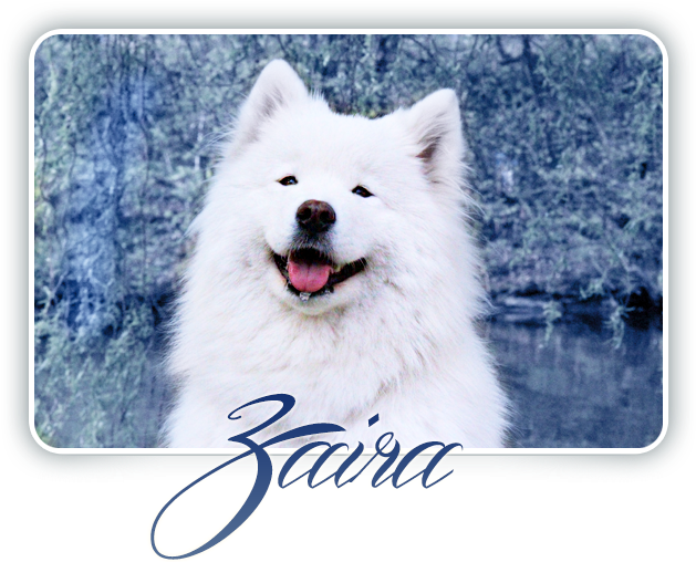 Samoyed Crystal Heart Carpathian White Smile - Dog Yawns (642x510), Png Download