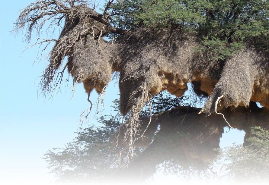 Source - Http - //www - Wilkinsonsworld - Com/tag/biggest (891x614), Png Download