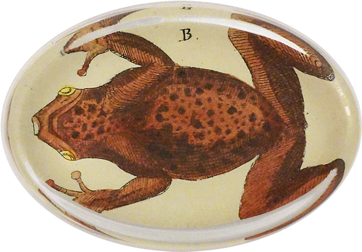 Frog (800x800), Png Download