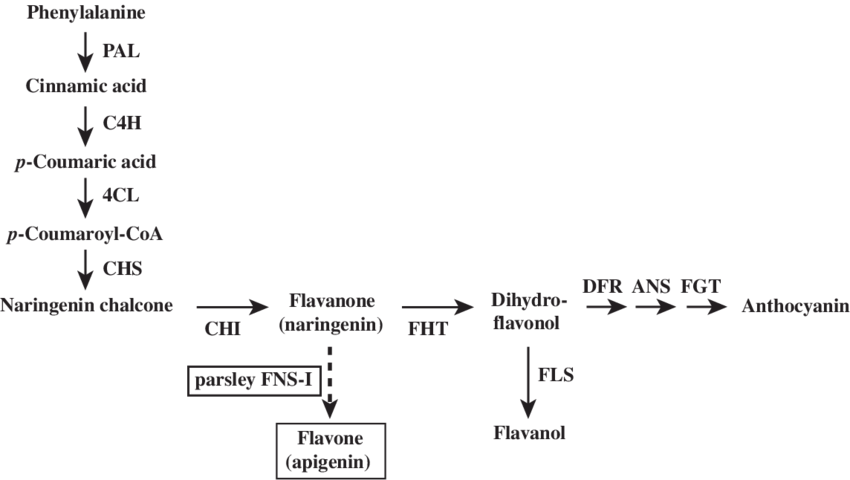 Flavonoid Biosynthetic Pathways In Arabidopsis Thaliana - Diagram (850x480), Png Download