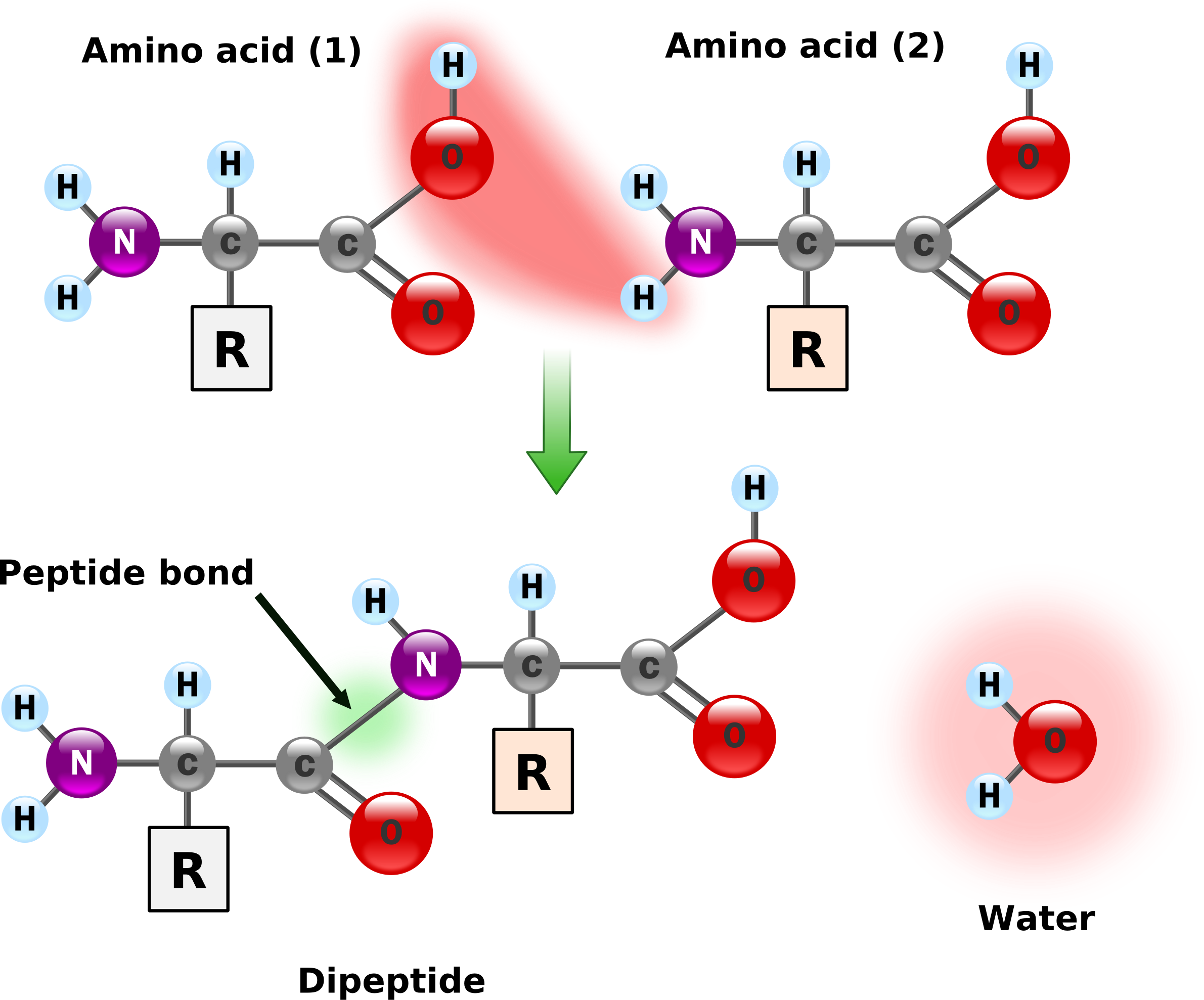 This Free Icons Png Design Of Peptide Bond Formation (2381x1978), Png Download
