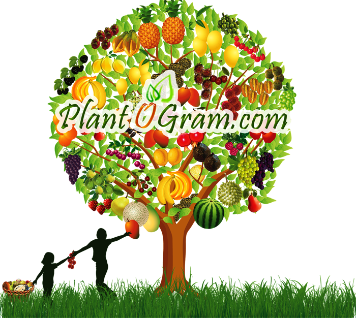 Carambola/star Fruit Tree - Plant O Gram (700x626), Png Download