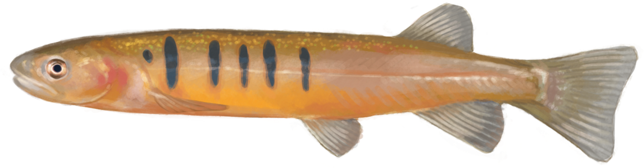 Using Edna To Detect This Species - Bony-fish (2757x1475), Png Download