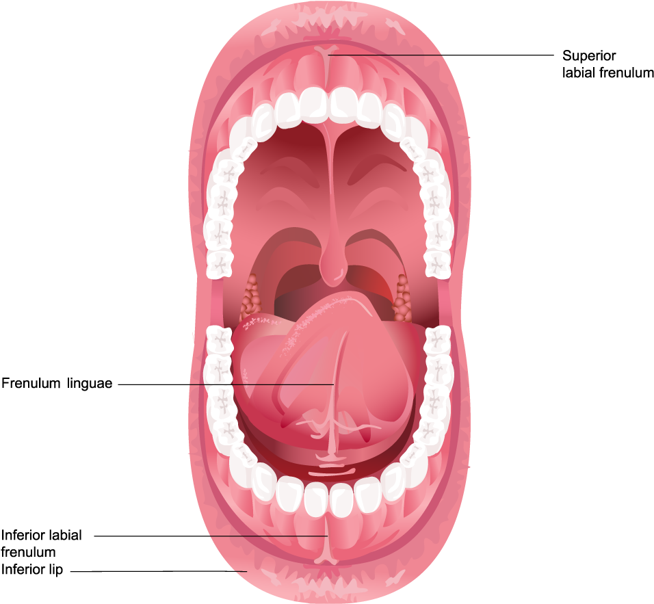 Illustration Of Frenulum In The Mouth - Dental Anatomy (speedy Study Guide) (1000x935), Png Download