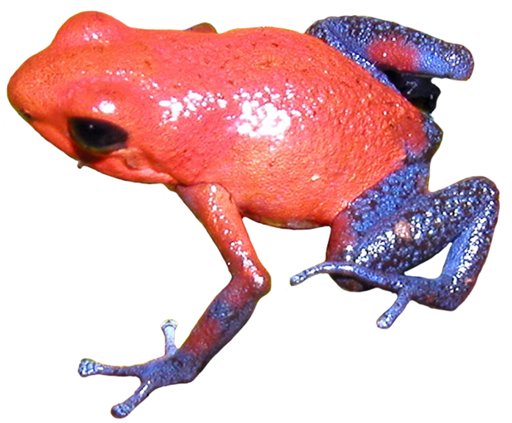 Poison Dart Frog Clipart Transparent Background - Strawberry Poison Dart Frog Png (827x710), Png Download