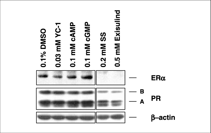 Pkg Activators Do Not Inhibit Expression Of Era, Pr - Number (730x462), Png Download