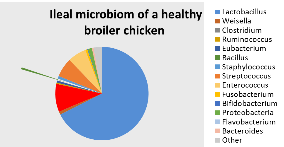 When Introducing It As A Feed Additive, This Balance - Health And Wellness (972x502), Png Download