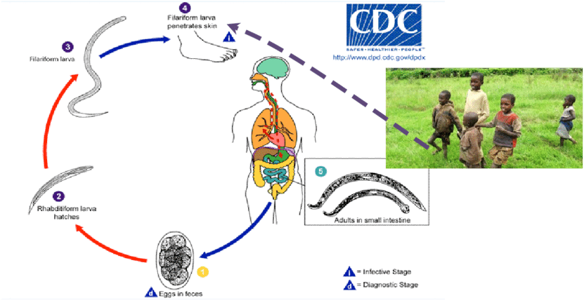 Life Cycle Of Intestinal Parasites - Life Cycle Of Filaria (850x429), Png Download