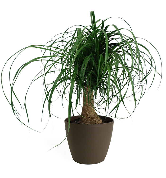 Ponytail Palm - Ponytail Palm In White Pot (700x765), Png Download