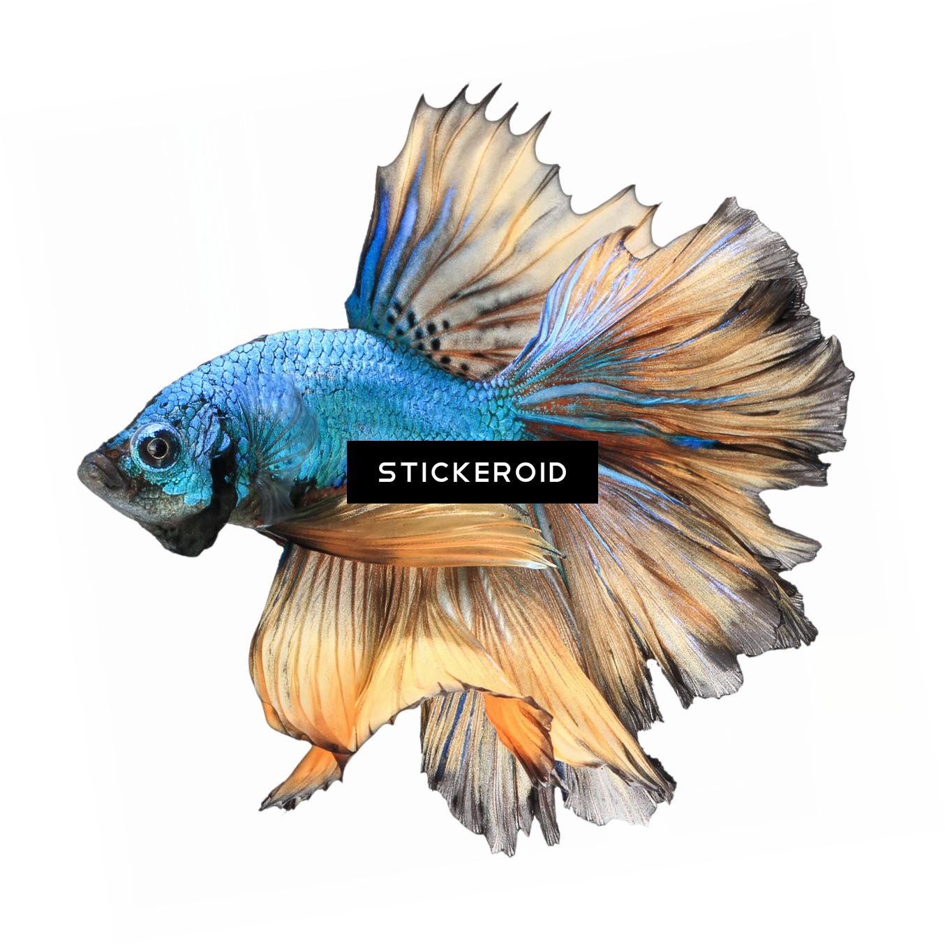 Betta Animals Fish - Betta Png (1354x1355), Png Download