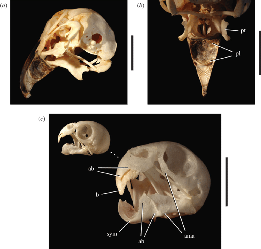 Beak Morphology In Psittaciform Birds - Parrot (850x811), Png Download
