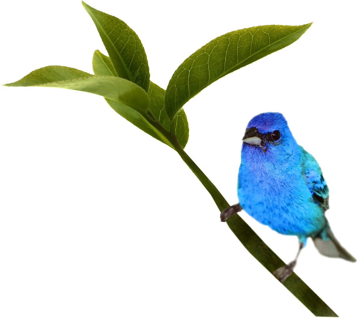 Bird (1147x1020), Png Download