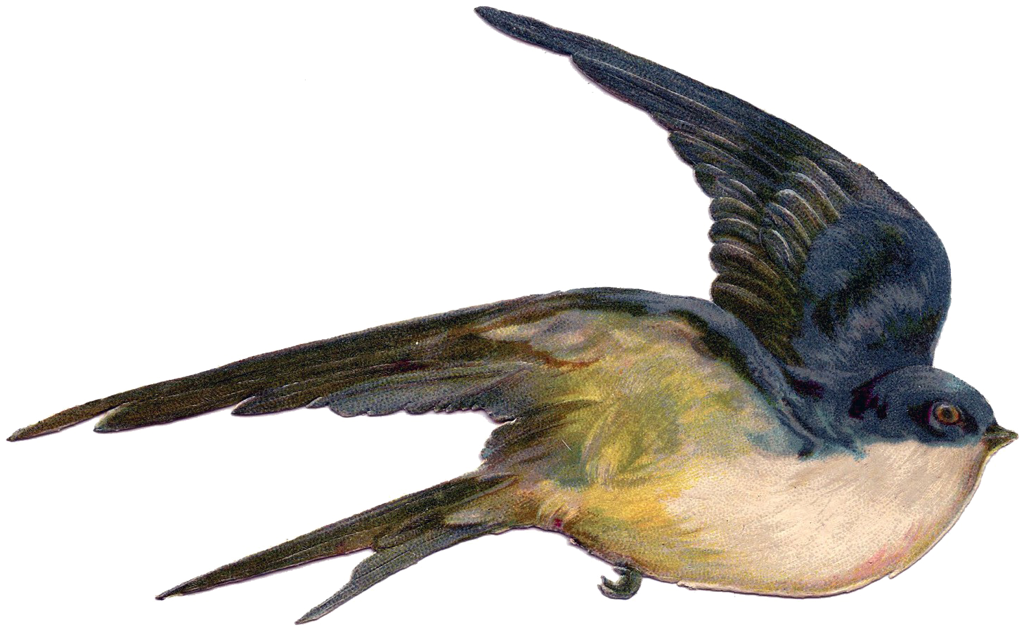 Fairy Bird Png Photo - Vintage Birds Public Domain (1500x1048), Png Download